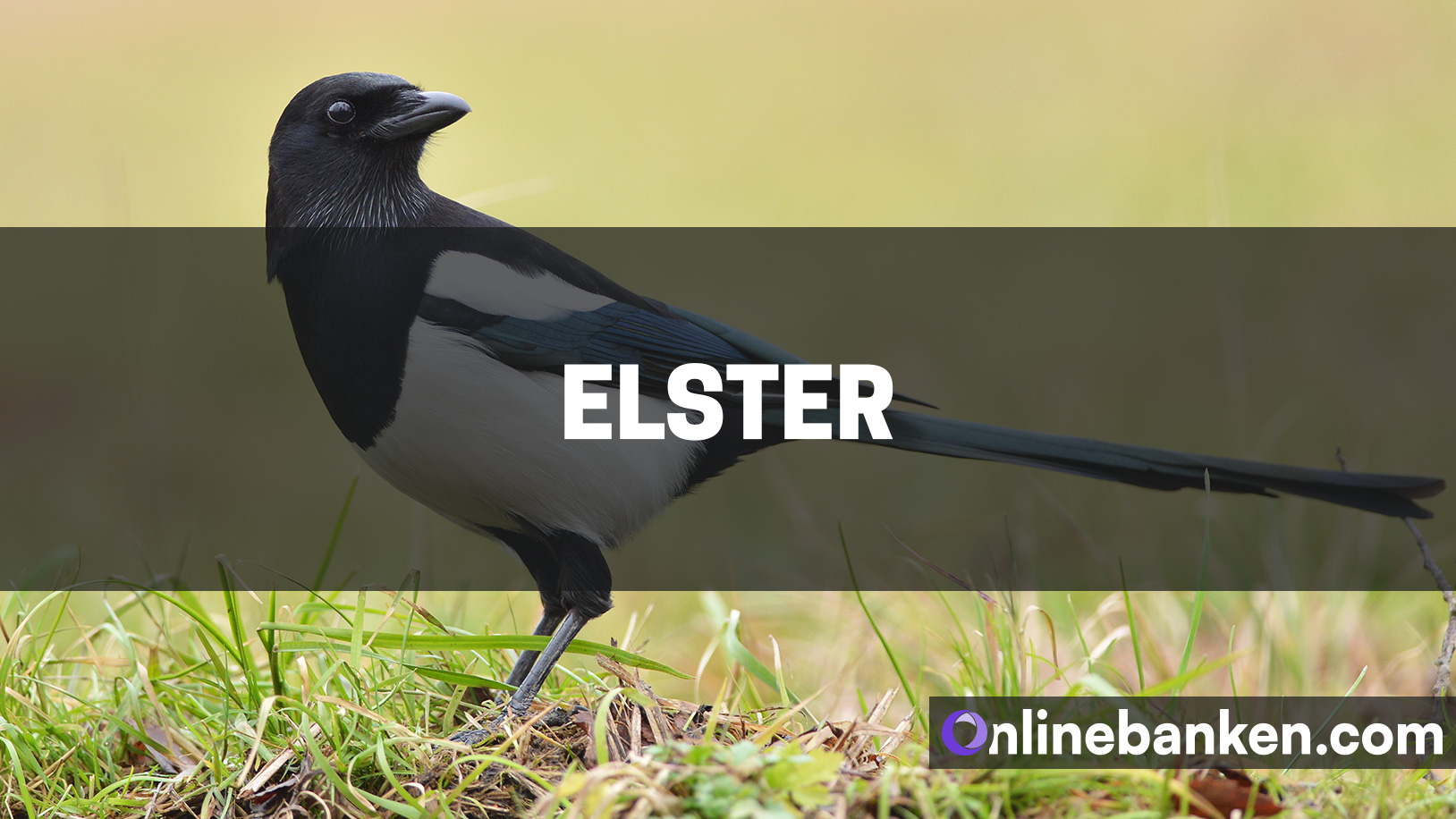 Elster (Beitragsbild)